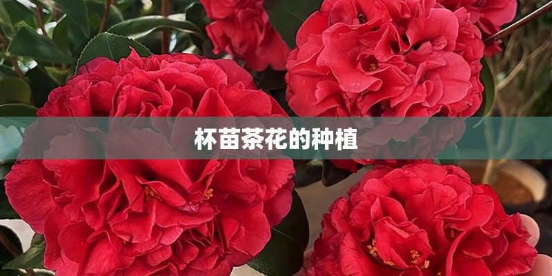 杯苗茶花的种植