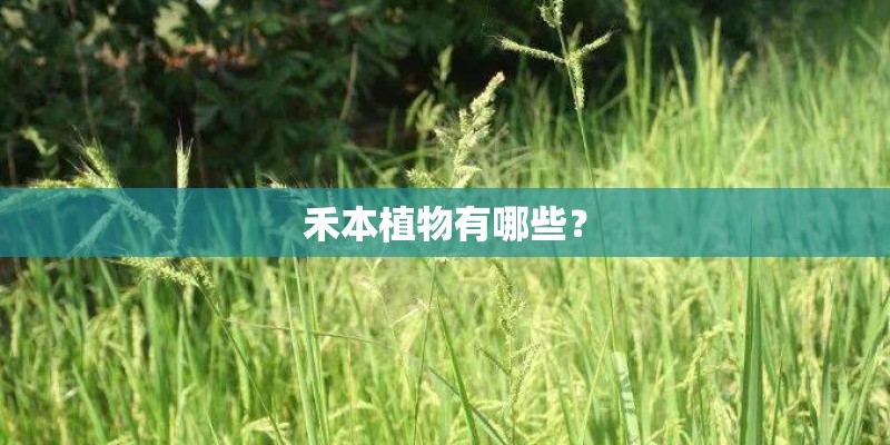 禾本植物有哪些？