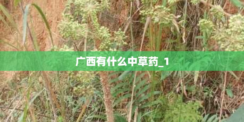 广西有什么中草药_1