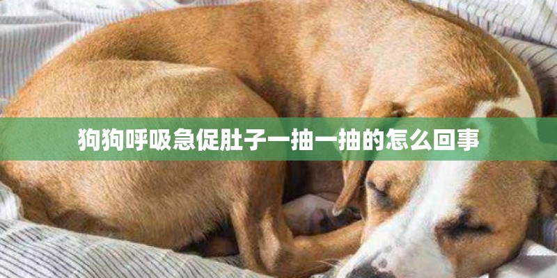 狗狗呼吸急促肚子一抽一抽的怎么回事