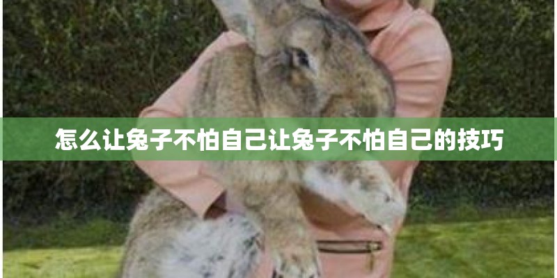 怎么让兔子不怕自己让兔子不怕自己的技巧 怎么让兔子不怕自己让兔子不怕自己的技巧