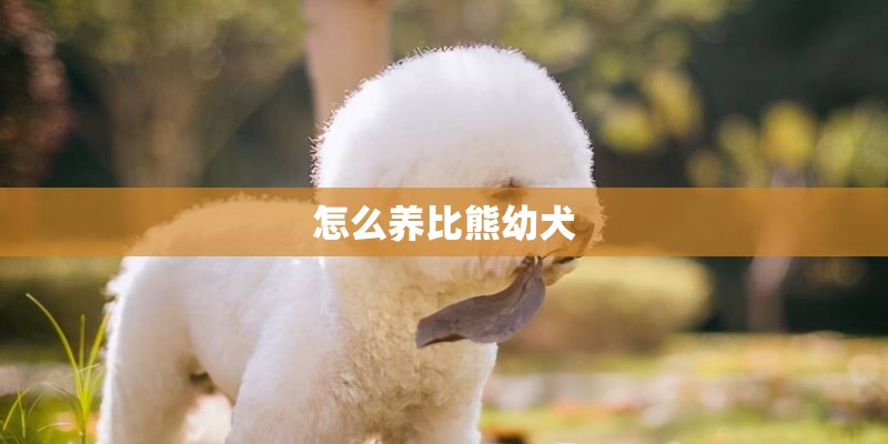 怎么养比熊幼犬
