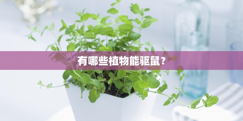 有哪些植物能驱鼠？