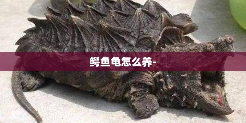 鳄鱼龟怎么养-