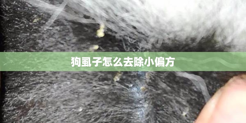 狗虱子怎么去除小偏方
