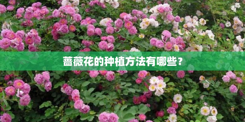 蔷薇花的种植方法有哪些？