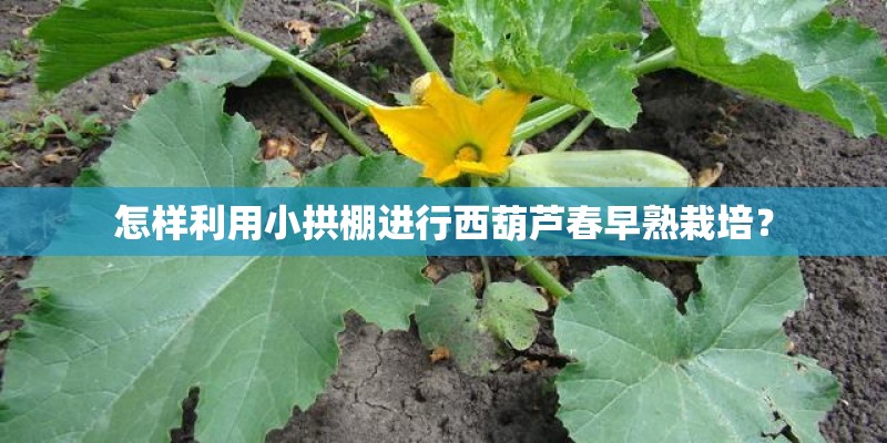 怎样利用小拱棚进行西葫芦春早熟栽培？