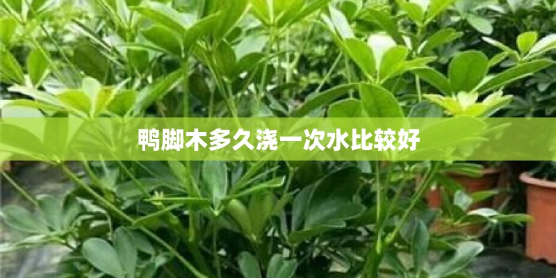 鸭脚木多久浇一次水比较好