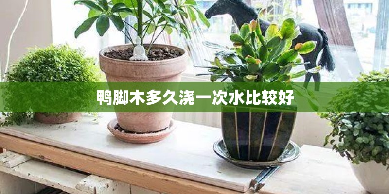 鸭脚木多久浇一次水比较好