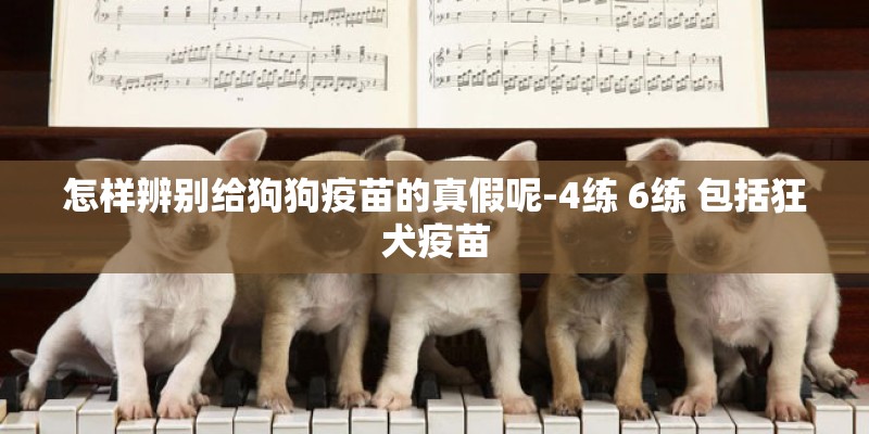 怎样辨别给狗狗疫苗的真假呢-4练 6练 包括狂犬疫苗