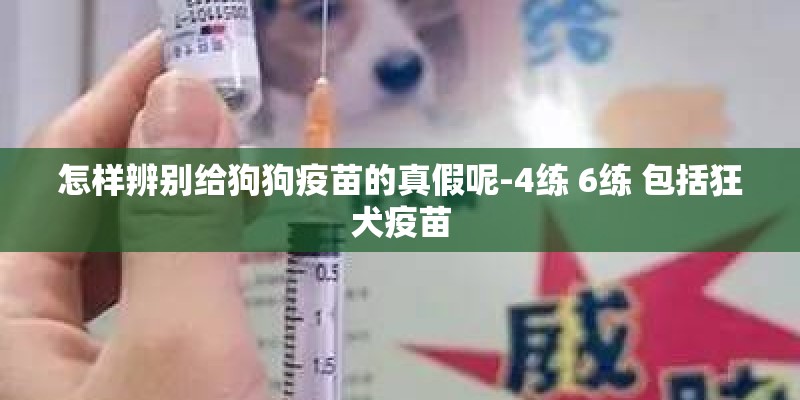 怎样辨别给狗狗疫苗的真假呢-4练 6练 包括狂犬疫苗