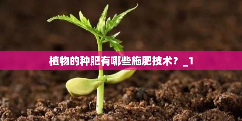 植物的种肥有哪些施肥技术？_1