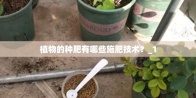 植物的种肥有哪些施肥技术？_1