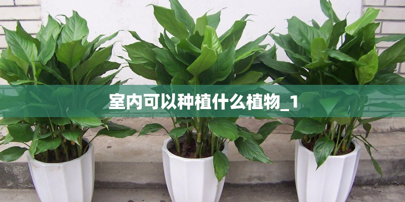 室内可以种植什么植物_1
