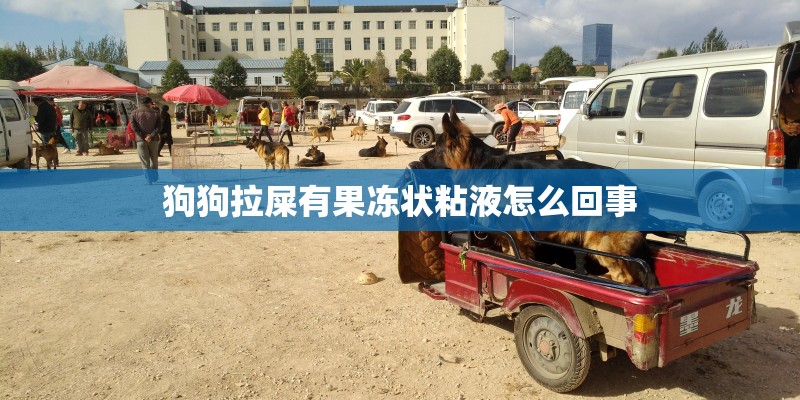 狗狗拉屎有果冻状粘液怎么回事