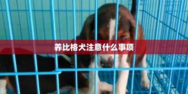 养比格犬注意什么事项