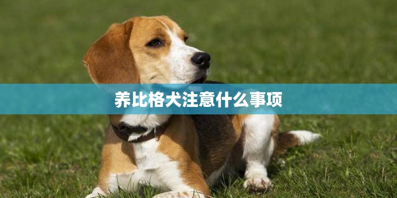养比格犬注意什么事项