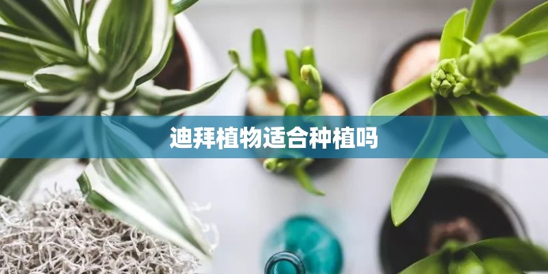 迪拜植物适合种植吗