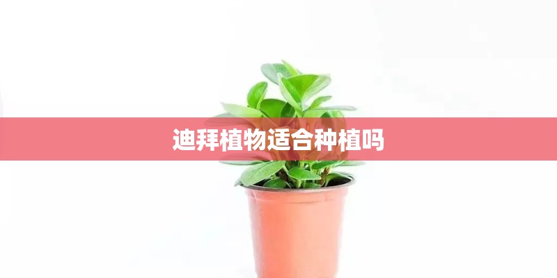 迪拜植物适合种植吗