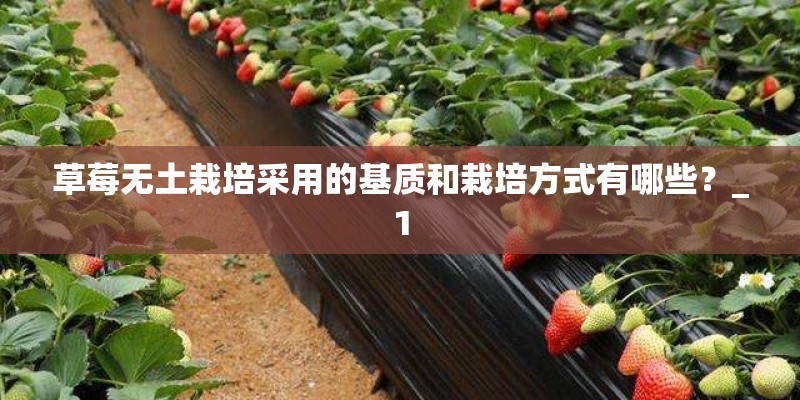 草莓无土栽培采用的基质和栽培方式有哪些？_1