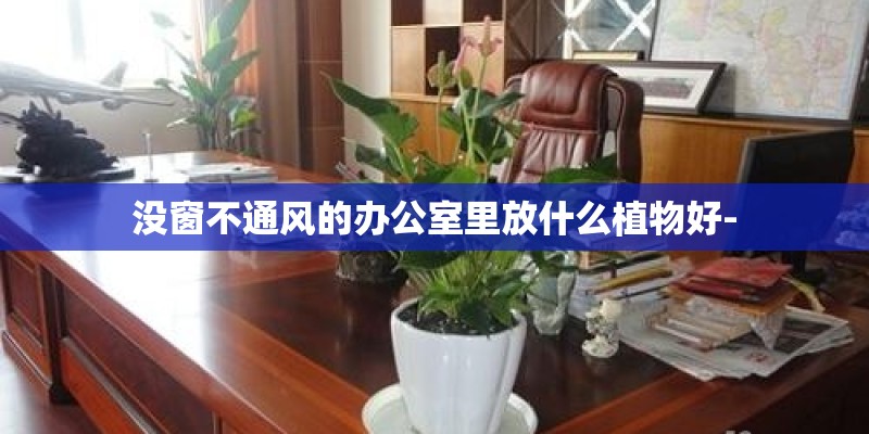 没窗不通风的办公室里放什么植物好-