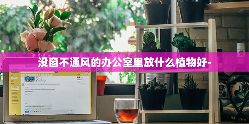 没窗不通风的办公室里放什么植物好-