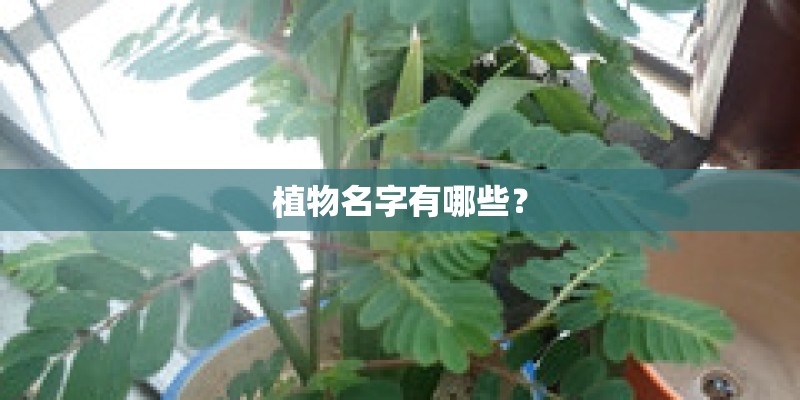 植物名字有哪些? 植物名字有哪些?