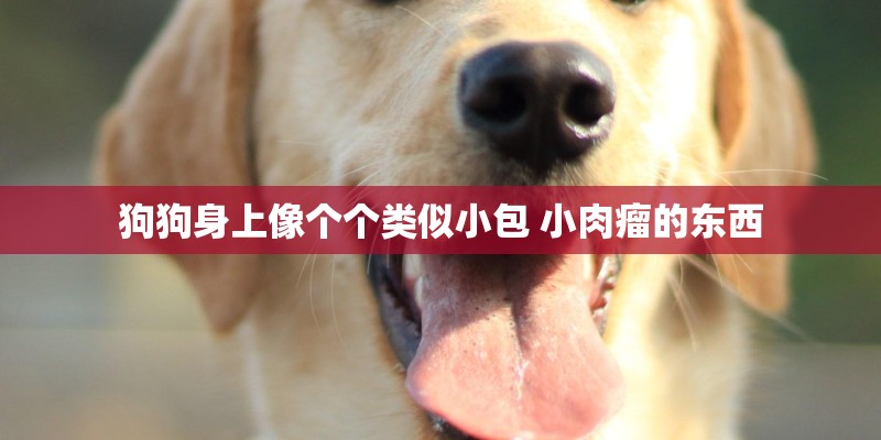 狗狗身上像个个类似小包 小肉瘤的东西 狗狗身上像个个类似小包 小肉瘤的东西