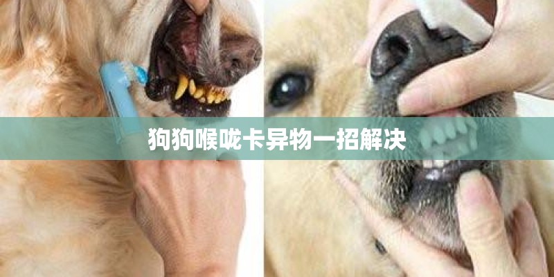 狗狗喉咙卡异物一招解决