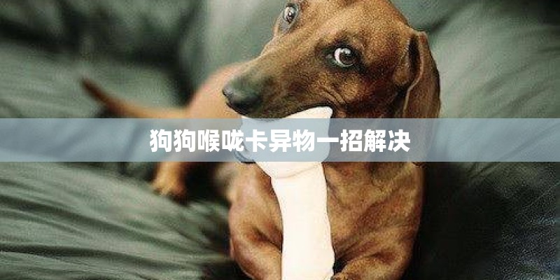 狗狗喉咙卡异物一招解决