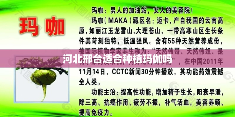 河北邢台适合种植玛伽吗