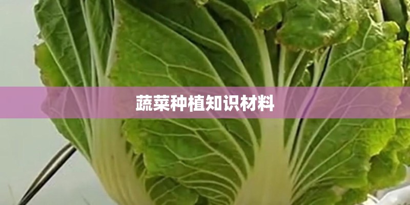 蔬菜种植知识材料