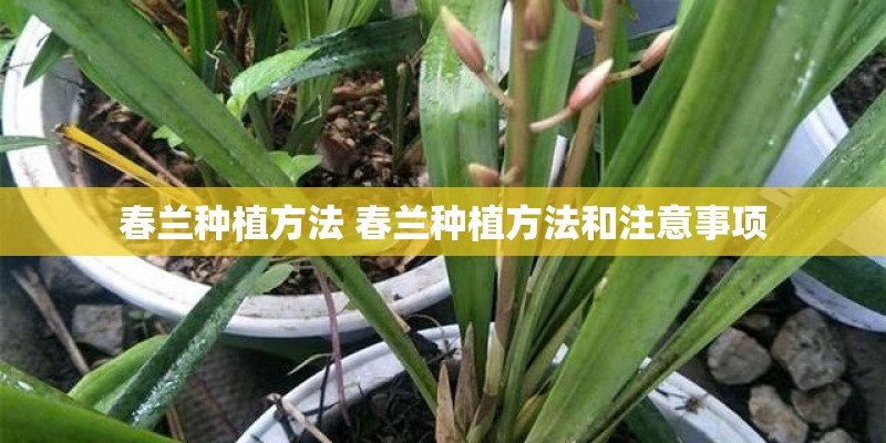 春兰种植方法 春兰种植方法和注意事项