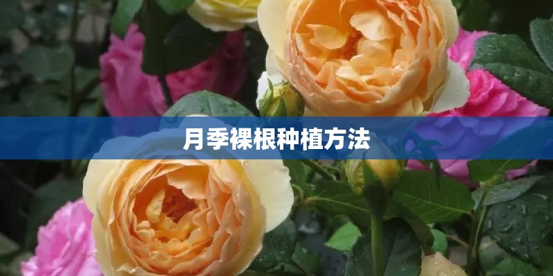 月季裸根种植方法 月季裸根种植方法