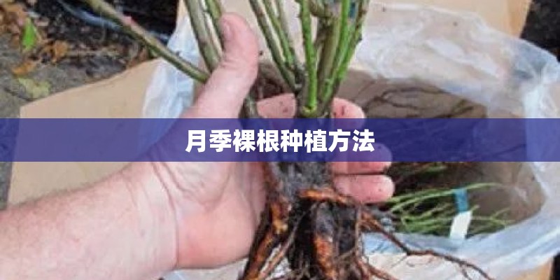 月季裸根种植方法 月季裸根种植方法