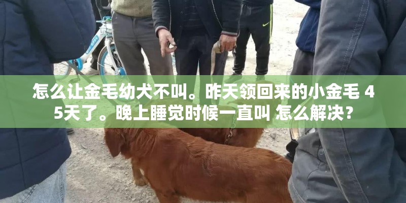 怎么让金毛幼犬不叫。昨天领回来的小金毛 45天了。晚上睡觉时候一直叫 怎么解决？