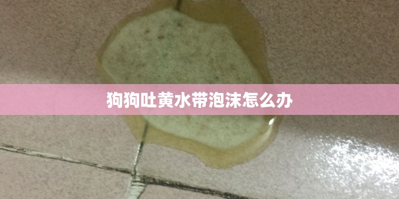 狗狗吐黄水带泡沫怎么办