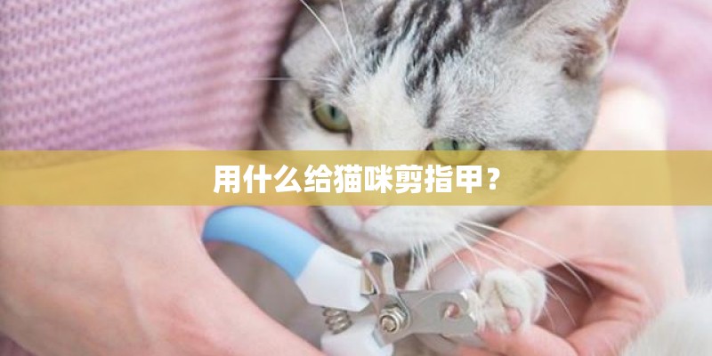 用什么给猫咪剪指甲？