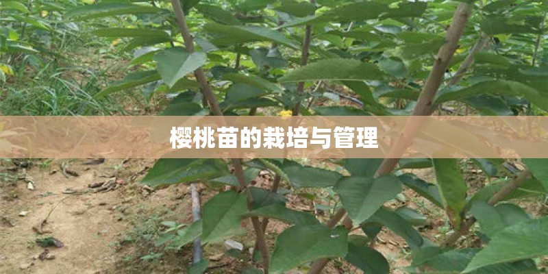 樱桃苗的栽培与管理