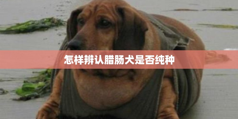 怎样辨认腊肠犬是否纯种