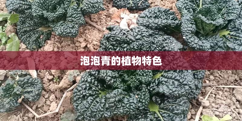 泡泡青的植物特色