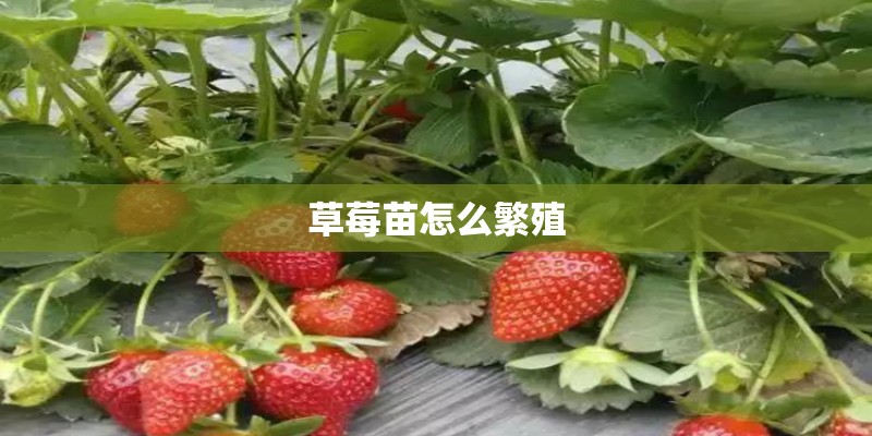 草莓苗怎么繁殖 草莓苗怎么繁殖