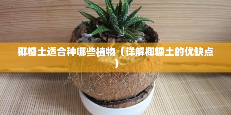 椰糠土适合种哪些植物（详解椰糠土的优缺点）