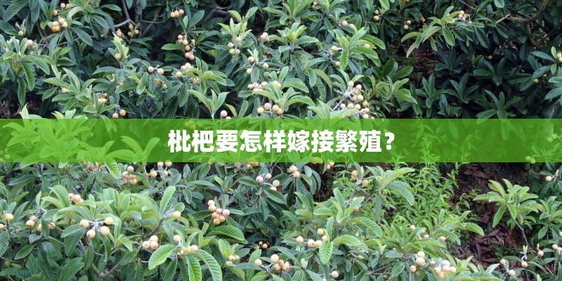枇杷要怎样嫁接繁殖？