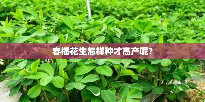 春播花生怎样种才高产呢？