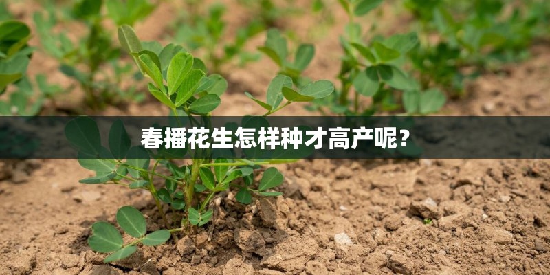 春播花生怎样种才高产呢？