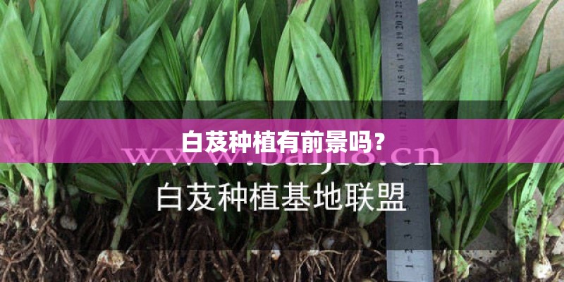 白芨种植有前景吗？
