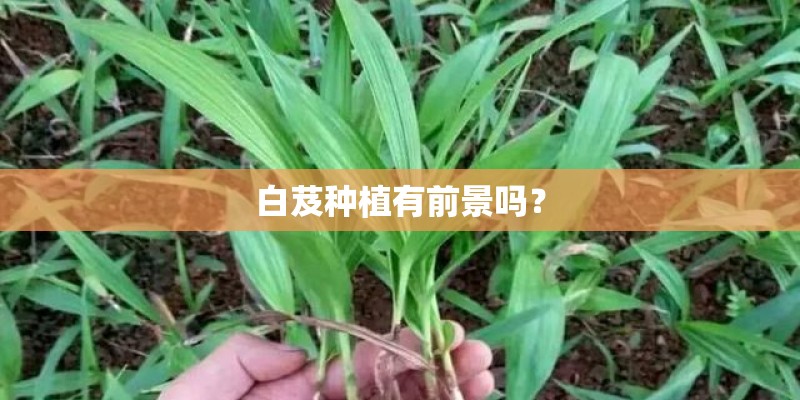 白芨种植有前景吗？