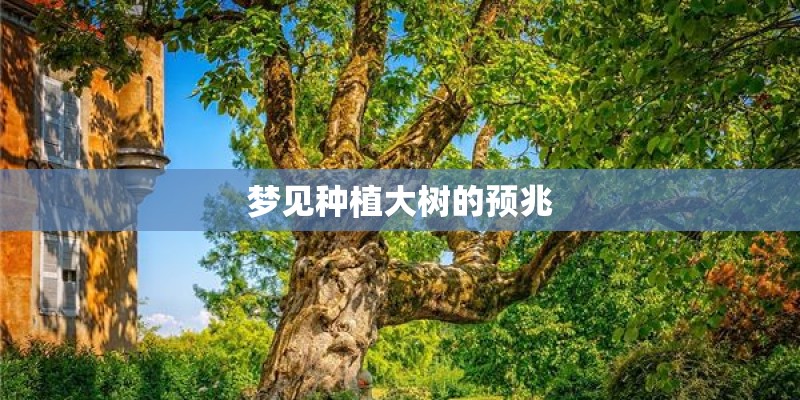 梦见种植大树的预兆