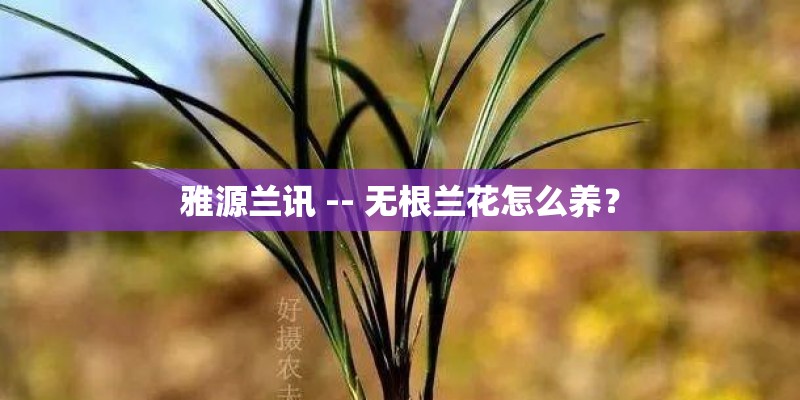 雅源兰讯 -- 无根兰花怎么养？
